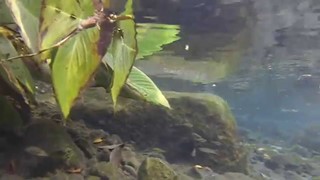 An underwater video in the springs of the Santa Isabel Spa. Located in Col. Alejandra de Tlaltizapán, Morelos, Mexico. 